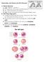 The Cell Cycle. Study Guide: Cell Division and DNA Structure