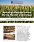 Reducing Aflatoxin in Corn During Harvest and Storage
