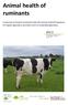 Animal health of ruminants