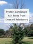 Protect Landscape Ash Trees from Emerald Ash Borers