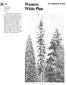 Western White Pine. An American Wood. Forest Service. United States Department of Agriculture FS-258