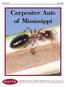 Carpenter Ants of Mississippi