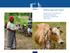 DEVCO Approach Paper. Research & Innovation for Food and Nutrition Security / Sustainable Agriculture