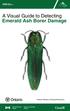 A Visual Guide to Detecting Emerald Ash Borer Damage