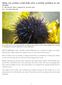 Spiny sea urchins could help solve a prickly problem in our oceans By The Seattle Times, adapted by Newsela staff Nov.