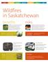 Wildfires in Saskatchewan