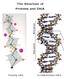The Structure of Proteins and DNA