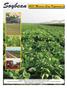 Soybean Missouri Crop Performance. Agriculture Experiment Station - College of Agriculture, Food & Natural Resources - University of Missouri