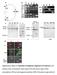 Supplementary Figure S1. Expression of complement components in E4 chick eyes. (a) A