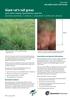Giant rat s tail grass and other weedy Sporobolus species