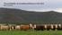 The profitability of increasing efficiency in the herd Brian Cumming. bcagriculture.com.au