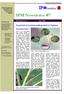 IPM Newsletter #7. Parasitoids of the Diamondback Moth in Thailand. Diamondback Moth STRENGTHENING FARMERS IPM IN PESTICIDE INTENSIVE AREAS