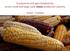 Ecosystems and agro-biodiversity across small and large-scale maize production systems TEEBAF - CONABIO