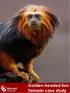 Golden-headed lion Tamarin case study