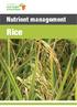 Nutrient management. Rice