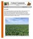 Cotton Comments OSU Southwest Oklahoma Research and Extension Center Altus, OK