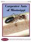Carpenter Ants of Mississippi