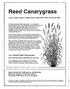 Reed Canarygrass. Low Alkaloid Reed Canarygrass. Craig C. Sheaffer, Gordon C. Marten, David L. Rabas, Neal P. Martin and Doug W.