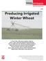 Producing Irrigated Winter Wheat