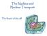 The Nucleus and Nuclear Transport. The brain of the cell