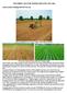 TWO WHEEL TRACTOR NEWSLETTER JUNE-JULY Direct seeding of rice in Laos, using a Thai made seed drill.