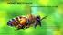 HONEY BEE FORAGE IMPROVING FORAGING ACCESS ON FARM. Thinkstockphotos.com