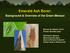 Emerald Ash Borer: Background & Overview of the Green Menace NATHAN W. SIEGERT, PH.D. FOREST ENTOMOLOGIST