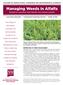 Managing Weeds in Alfalfa