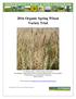 2016 Organic Spring Wheat Variety Trial