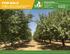 FOR SALE. FOR SALE /- Acres of Prime Almonds in LTRID and Saucelito Irrigation District. Morgan Houchin Tech Ag Financial Group, Inc.