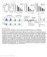 isolated from ctr and pictreated mice. Activation of effector CD4 +