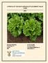 A PROFILE OF THE SOUTH AFRICAN LETTUCE MARKET VALUE CHAIN 2016