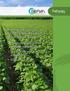 Microbial inoculant for optimizing fertilizer use and promoting root growth.