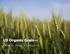 US Organic Grain. How to Keep it Growing