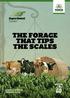 THE FORAGE THAT TIPS THE SCALES