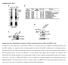 Supplementary Fig. 1 Identification of Nedd4 as an IRS-2-associated protein in camp-treated FRTL-5 cells.