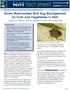 Brown marmorated stink bug (BMSB; Halyomorpha