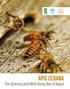 Apis Cerana. The Domesticated Wild Honey Bee of Nepal