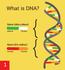 What is DNA? Gene (skin colour) Gene (iris colour)