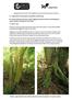 Photos: Large Sassafras trees (Atherosperma moschatum) adjacent to coupe boundary