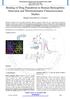 Binding of Drug Pamabrom to Human Hemoglobin: Structural and Thermodynamic Characterization Studies