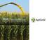 AGRIGOLD RESEARCH. silage and high moisture corn
