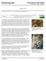 Screening Aid. Great Spruce Bark Beetle Dendroctonus micans (Kugelann) Joseph Benzel