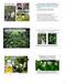 Madagascar periwinkle (Catharanthus roseus) Salix - willow. Biodiversity: Use it or lose it. Biodiversity: Use it or lose it