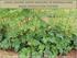USING LEGUME GREEN MANURES IN MORINGA AND MAIZE PRODUCTION SYSTEMS. Research Findings from ECHO South Africa Program