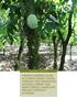 FINDING COMMON CAUSE IN CLIMATE SMART COCOA THROUGH THE ENHANCING NATURAL FOREST AND AGRO-FOREST LANDSCAPE PROJECT (ENFALP) IN GHANA