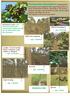 Paulownia plantations showing how