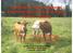 Potentials of Spatio-Temporal Behaviour Data of Cattle in Alpine Pasture Farming