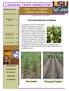 L OUISIANA CROPS NEWSLETTER