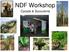 NDF Workshop. Cycads & Succulents